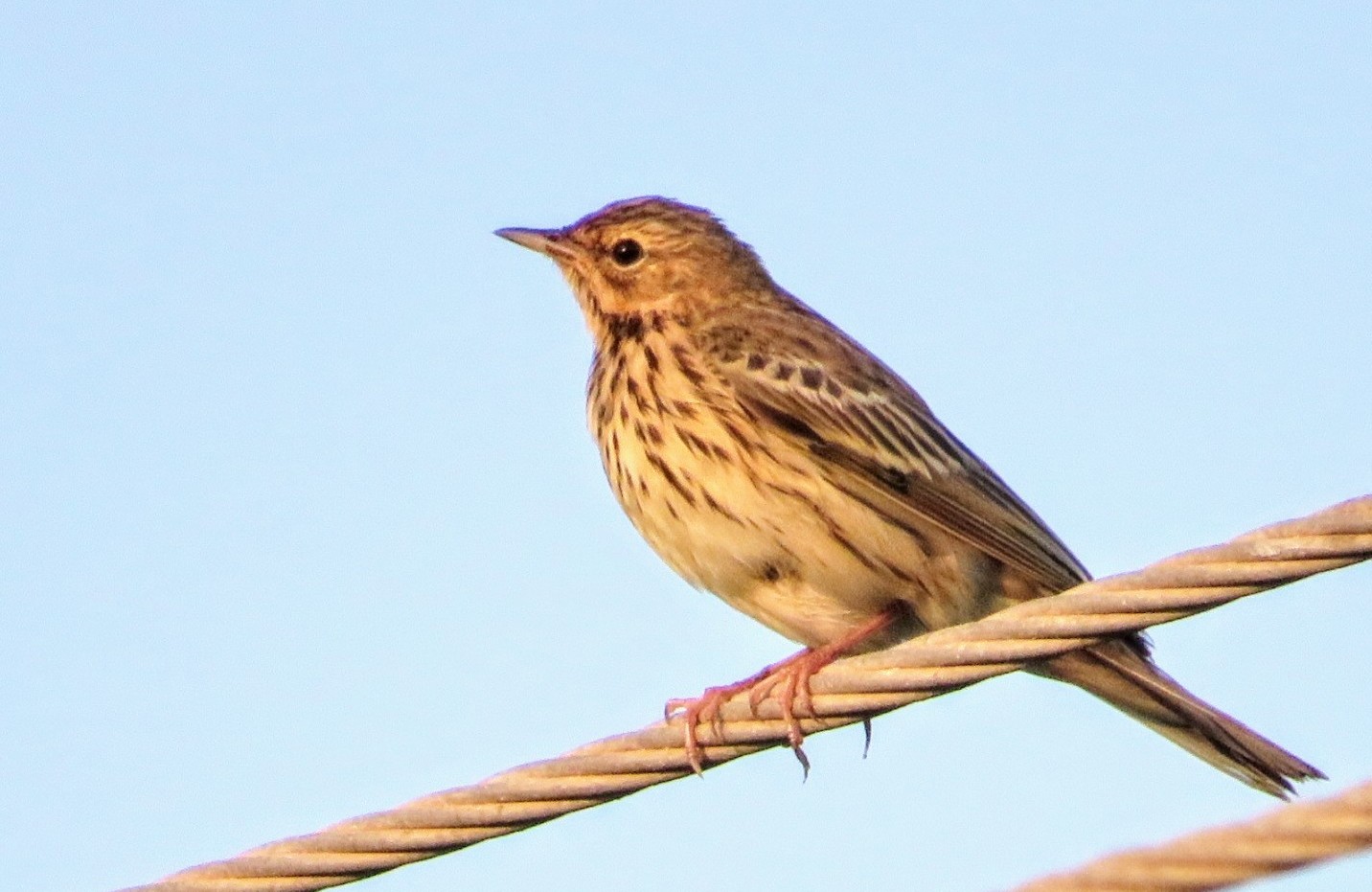 Tree Pipit