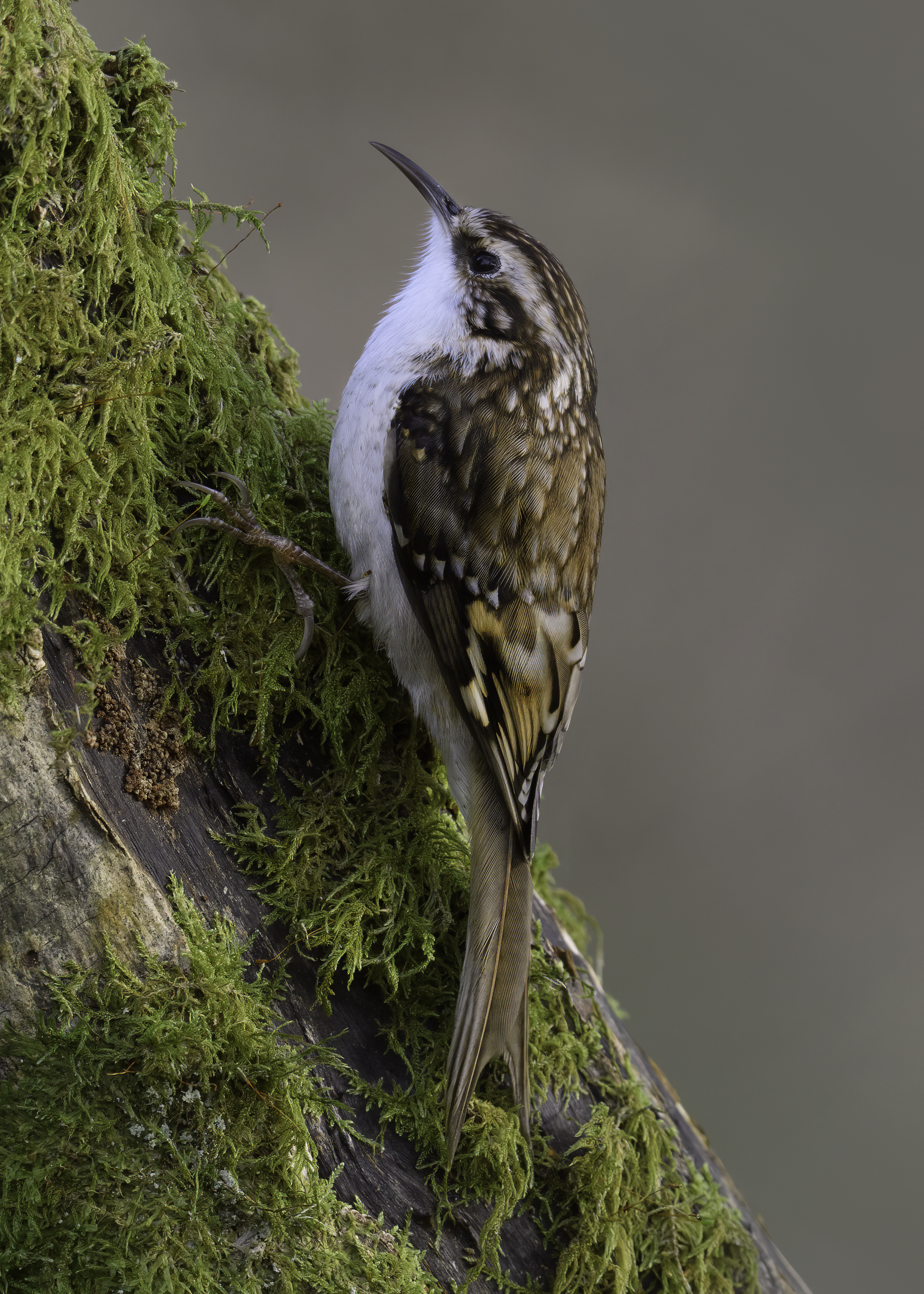 Eurasian Treecreeper