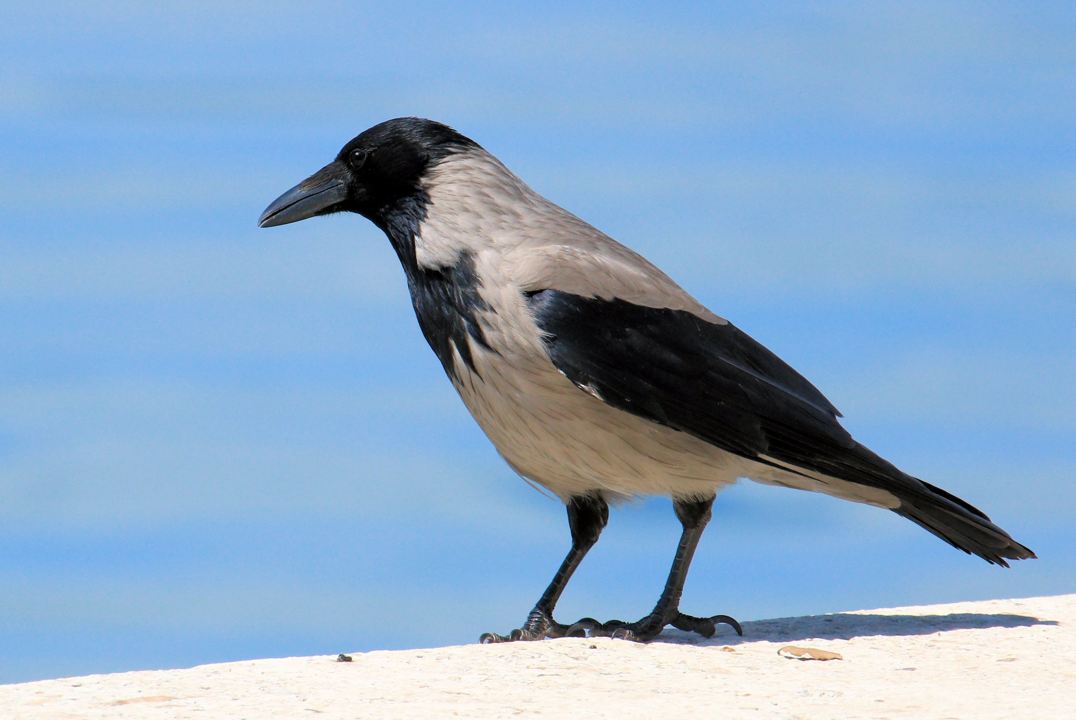 Hooded Crow
