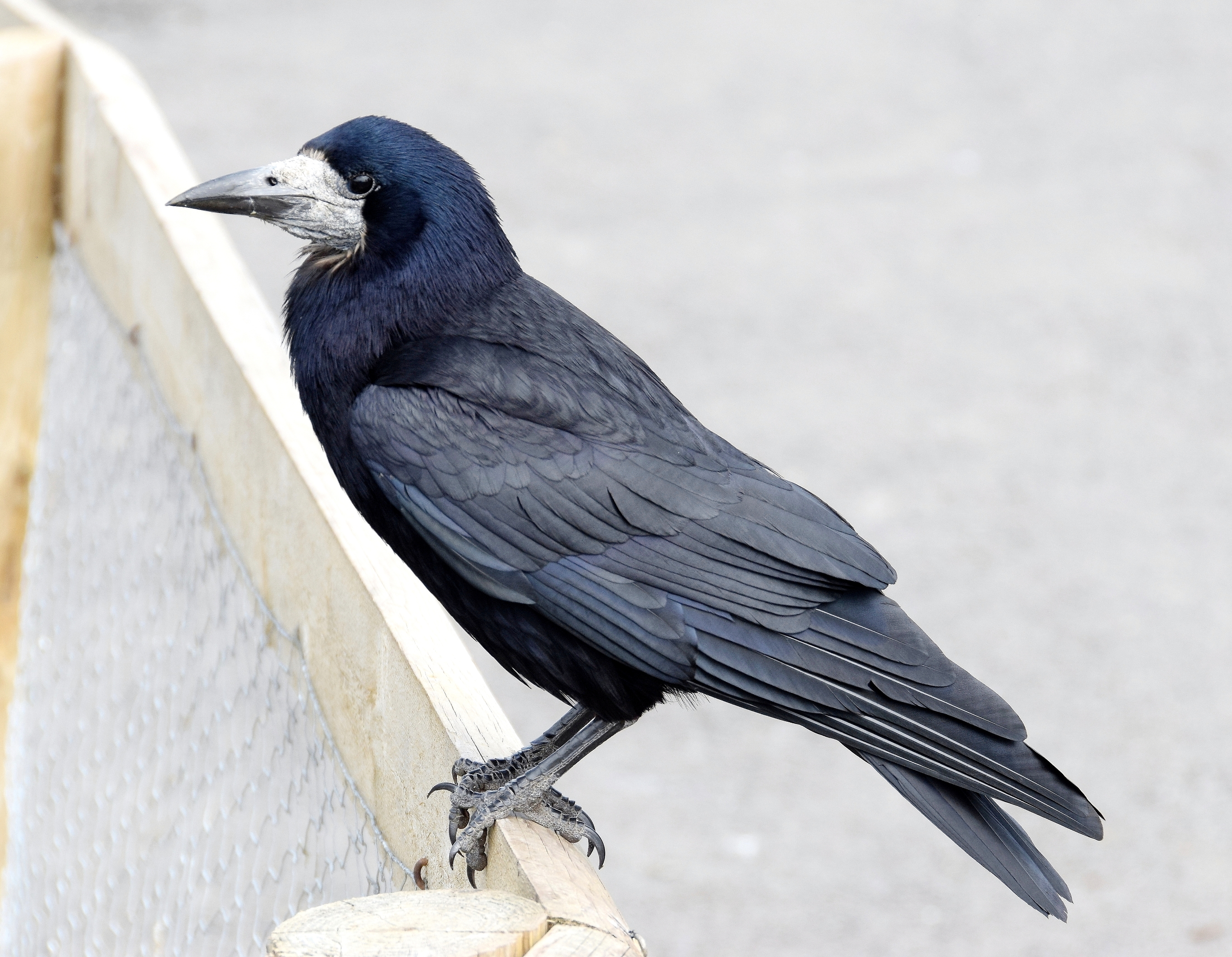 Rook