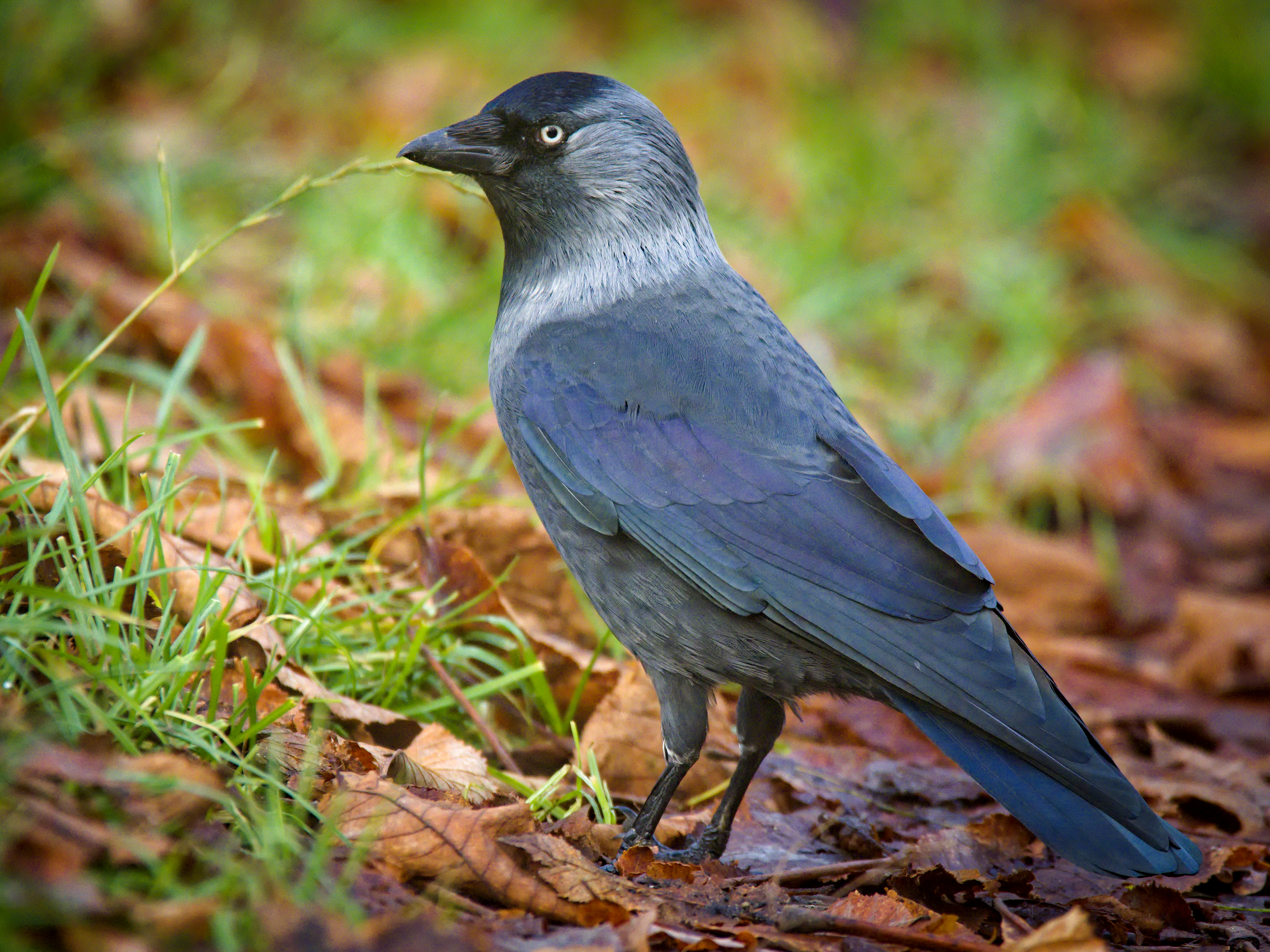 Eurasian Jackdaw