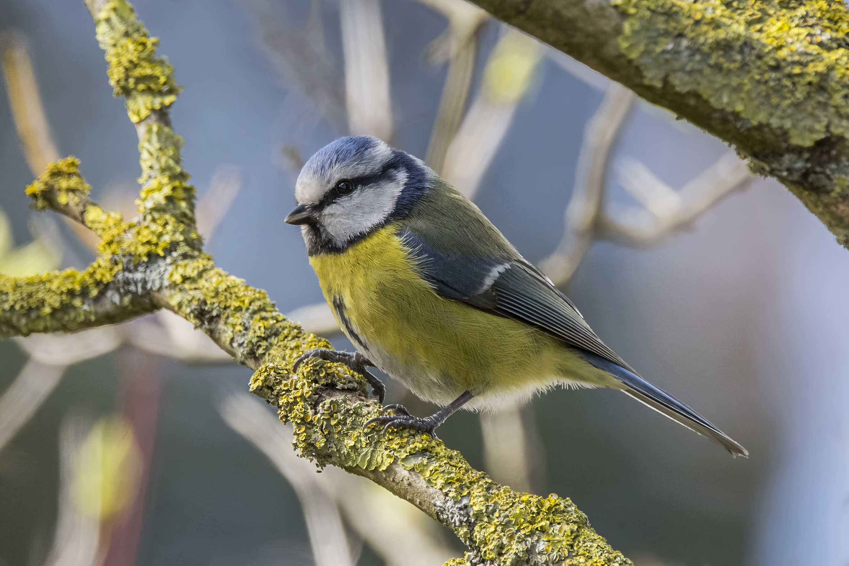 Eurasian Blue Tit