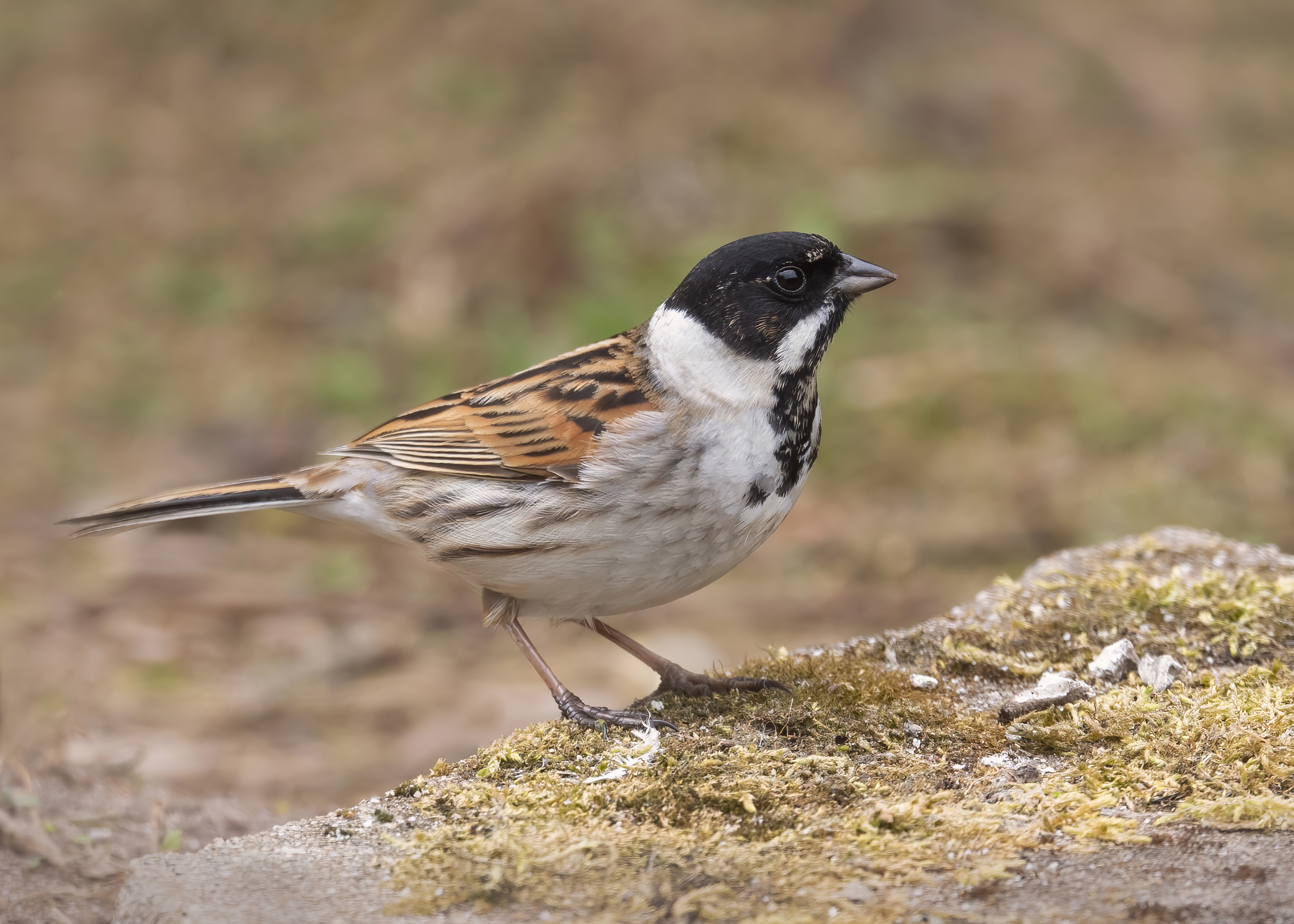 Reed Bunting