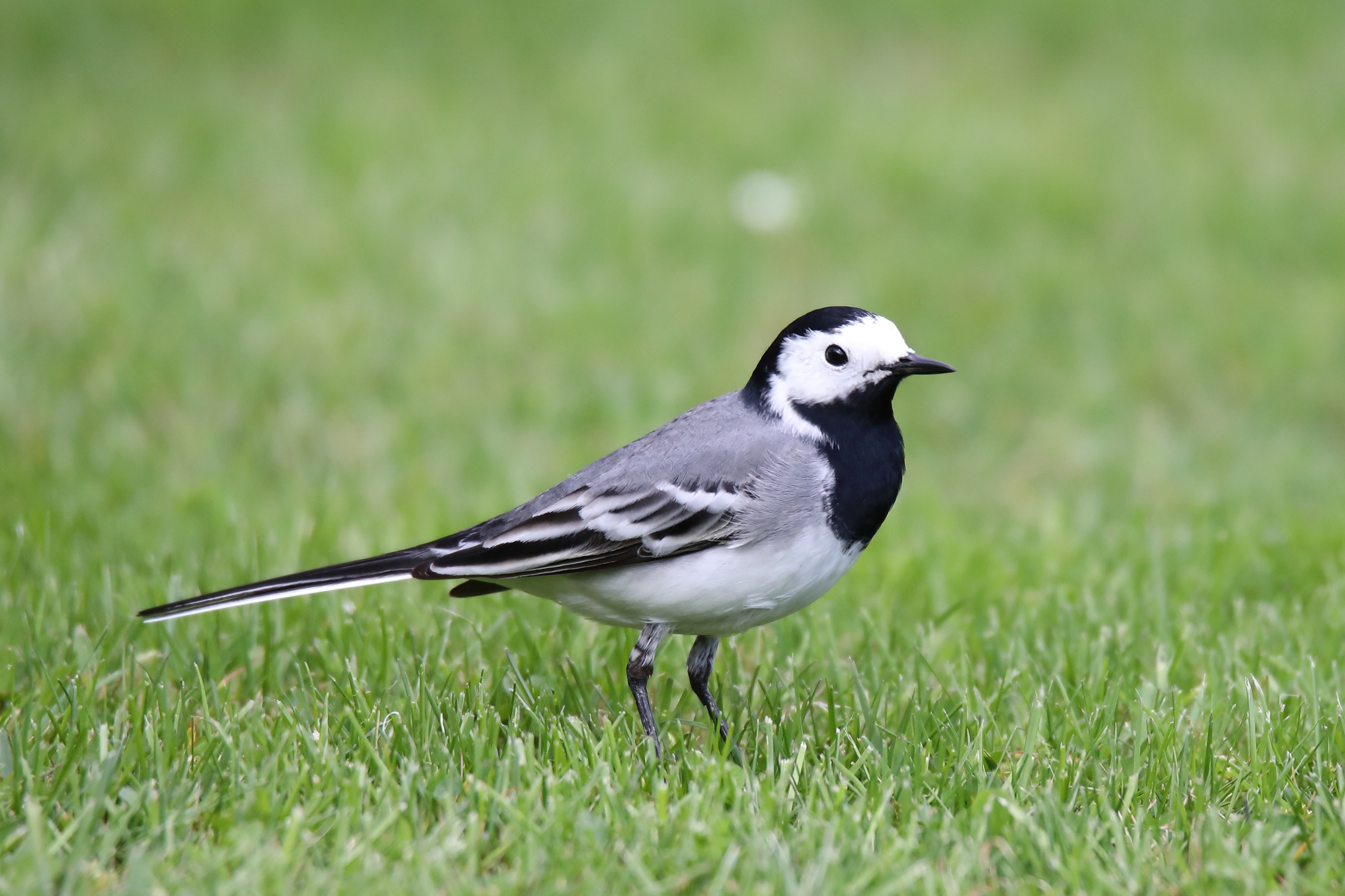 White Wagtail