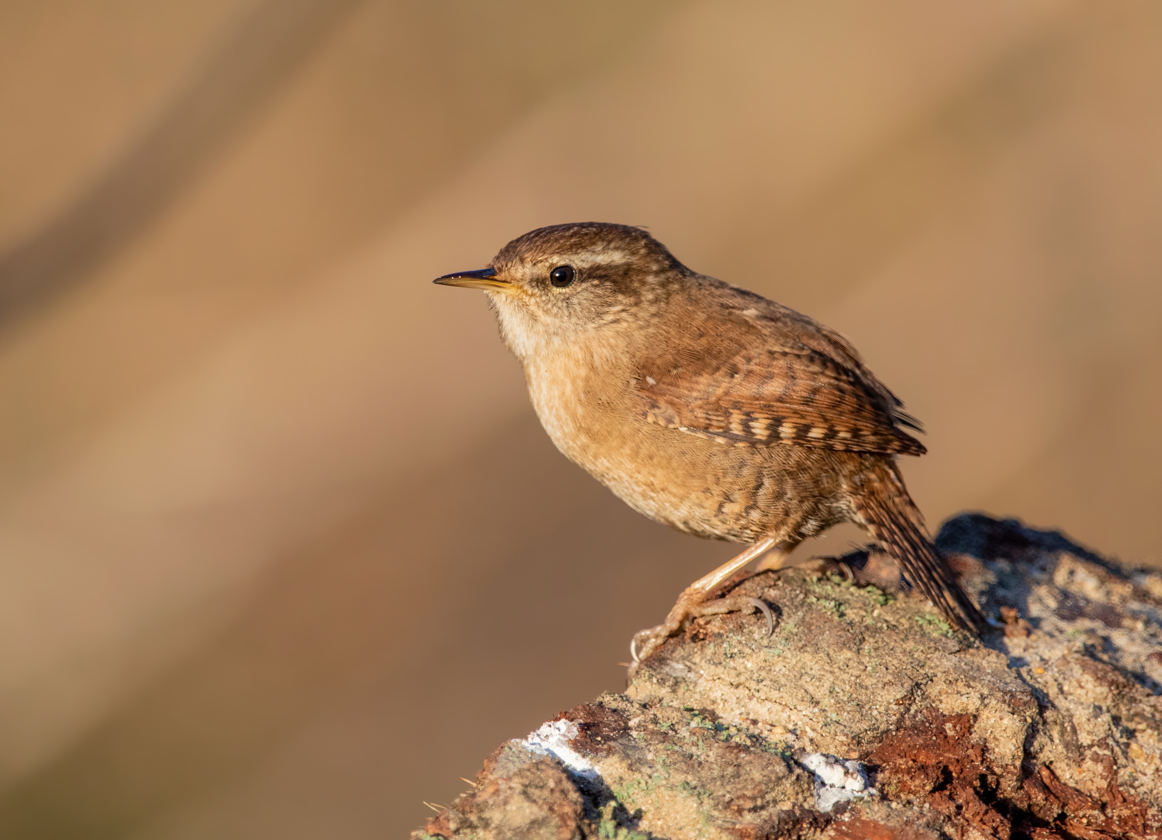 Eurasian Wren